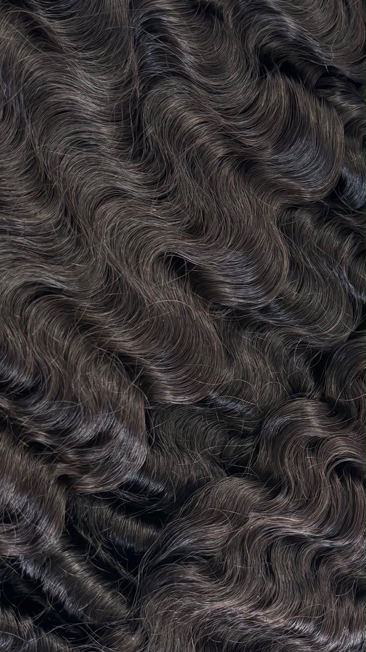 Burmese Curly